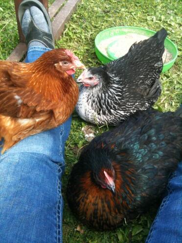 3 polli in giardino seduti sulle gambe