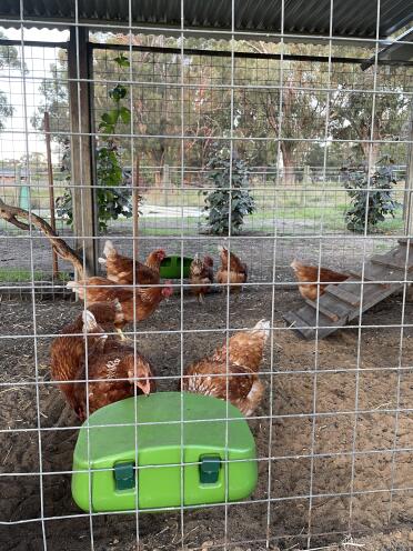 Adoro le mie mangiatoie Eglu Cube e anche le mie galline!