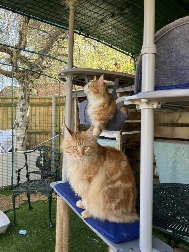 Tom e jerry alla scoperta del loro nuovo catio!