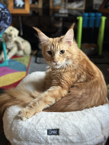 Hamish il mio mainecoon ama il tuo letto 😻