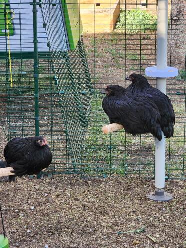 Due black star e un pullo australorp che si Godono i loro posatoi standard.