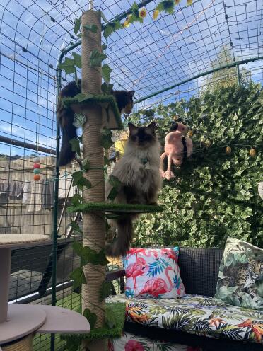 Il mio orso sulla sua torre nel catio 