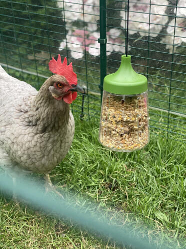 Pendant pino si diverte con il giocattolo di peck