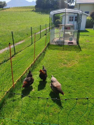 Polli felici in campagna