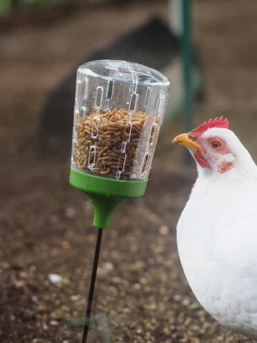 Maja ha imparato a usare il suo giocattolo per beccare. le galline lo adorano. 