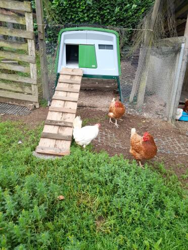 Recentemente installati, comfort per le galline felici 