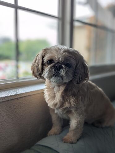 Shih tzu seduto sul divano.