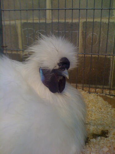 Silkie bianco