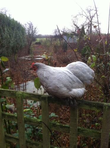 Betsy, il nostro adorabile pekin alla lavanda