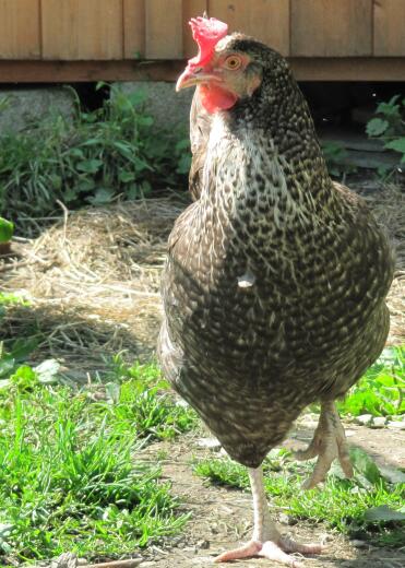 Pollo in giardino