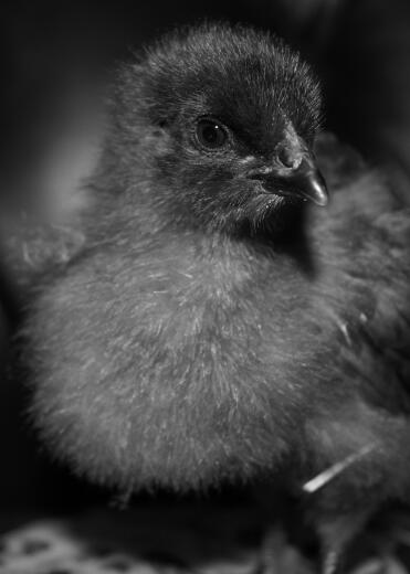 Bluebelle chick 2 settimane