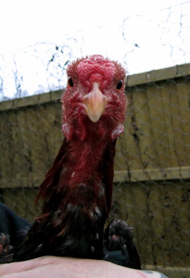 Cockeral bantam malese nero / rosso