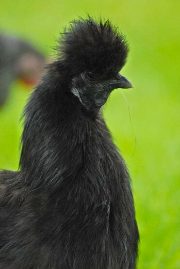 Gallina di seta nera