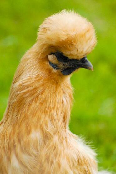 Buff Silkie Pullet