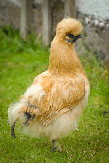 Buff Silkie Pullet