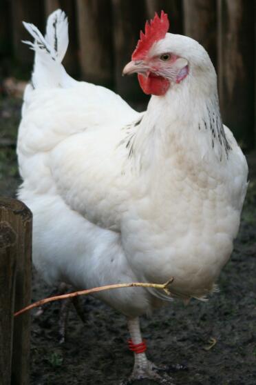 Pollo in giardino