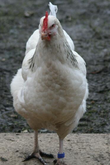 Pollo in giardino