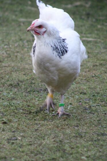 Pollo in giardino