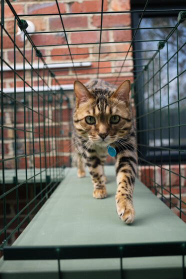 All'interno del tunnel del catio!