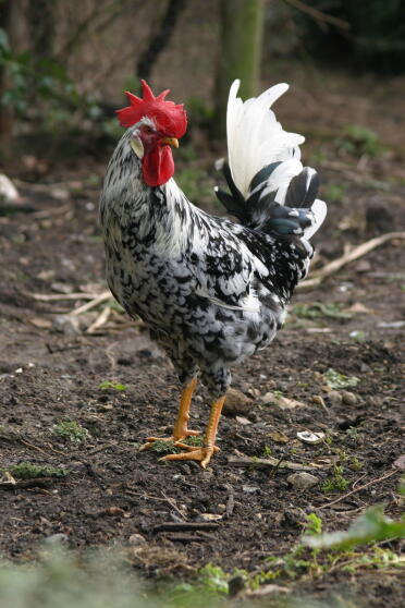 Pollo in piedi su sporcizia free ranging