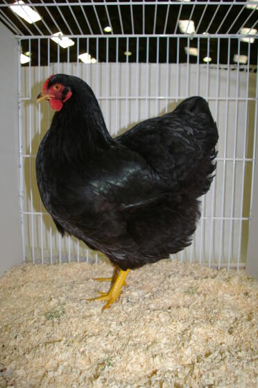 Pollo in gabbia