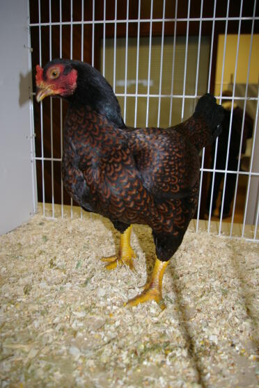 Pollo in gabbia