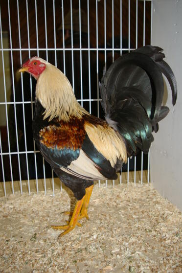 Pollo in gabbia