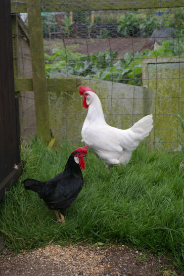 2 femmine leghorn in piedi sull'erba nella loro corsa