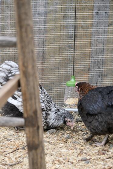 Flora e Serena (Marans, Orpington) con il loro Peck Toy