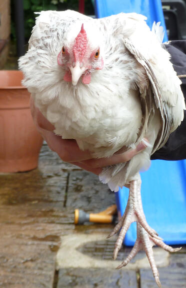 Gallina bianca di Rosecomb