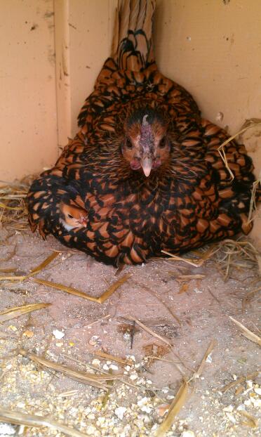 Gallina e pulcini sebright dorati