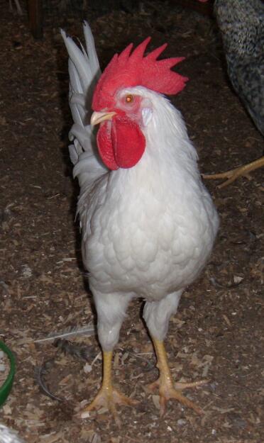 Un pollo bianco in piedi in un giardino.