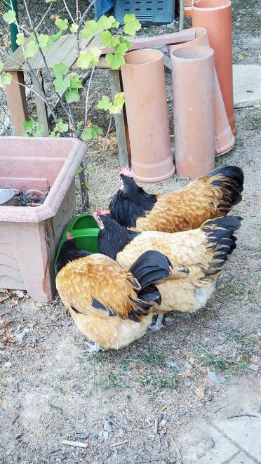 Le mie galline amano questo abbeveratoio!