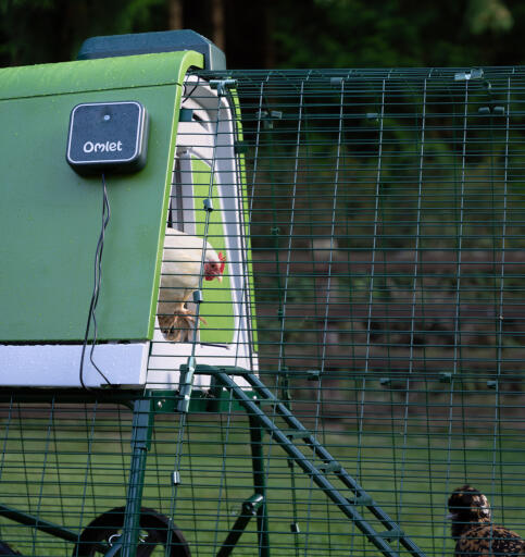 Vista laterale di un pollo bianco che esce dal pollaio Eglu Go utilizzando l'apriporta automatico