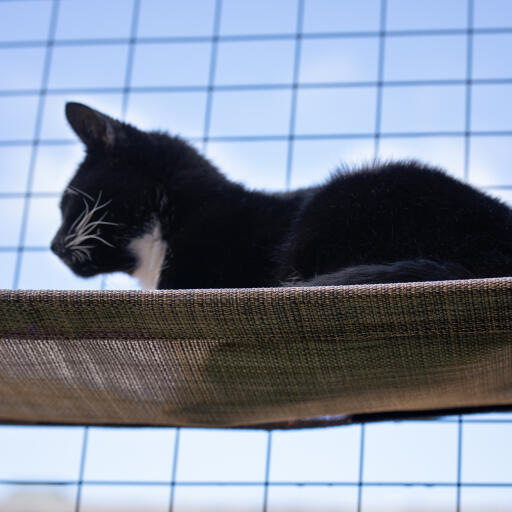 Aggiungete una mensola per gatti al vostro recinto per gatti all'aperto