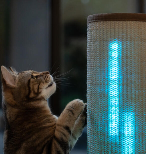 Gatto che guarda il tiragraffi luminoso con luci blu