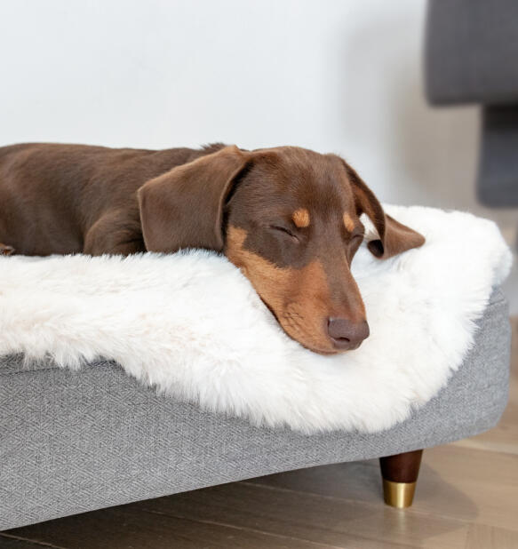 Bassotto che dorme su una cuccia di Topology con un topper in pelle di pecora bianca e piedini con tappo in ottone.