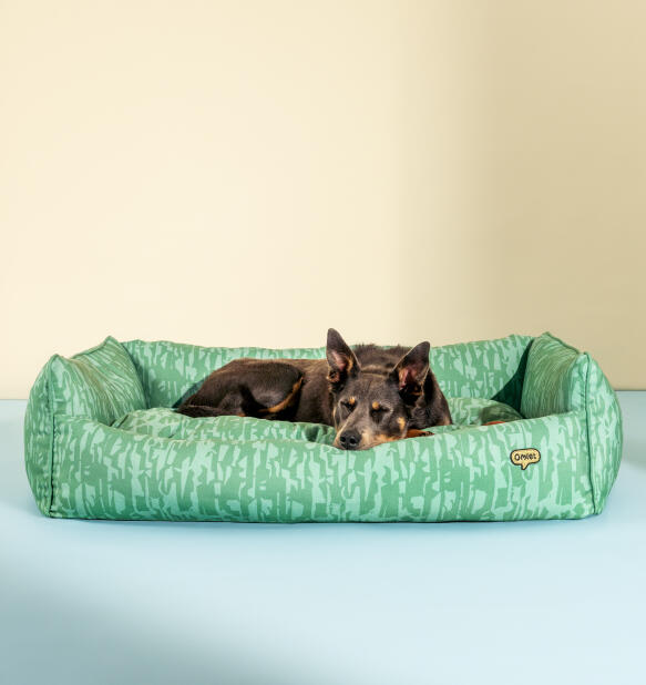 Cane comodamente sdraiato in un grande letto per cani a nido morbido
