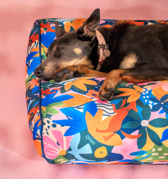 Cane che dorme su un cuscino letto per cani Omlet con stampa adventureland