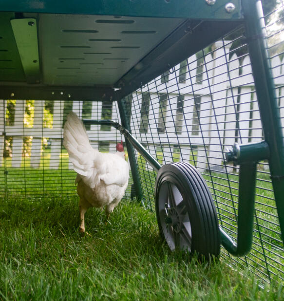 Un pollo accanto alle ruote di Eglu attaccate alla pista.