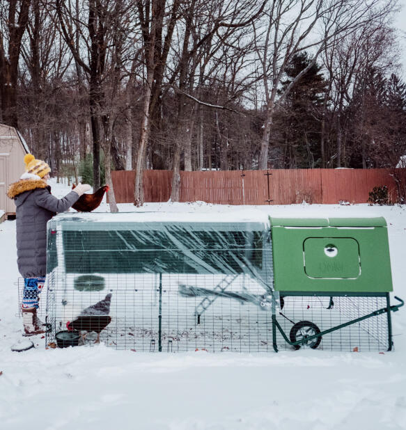 Una donna che si occupa delle sue galline nel Snow