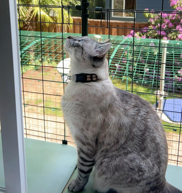 Gatto sul davanzale della finestra che si Gode la libertà del tunnel del catio Omlet 