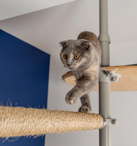 Un gatto che utilizza l'accessorio tiragraffi