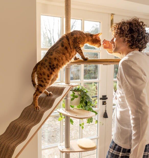 Un uomo che accarezza il suo gatto sull'albero per gatti indoor Freestyle.