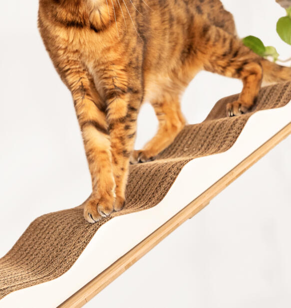 Un gatto in cima al tiragraffi a onde di cartone