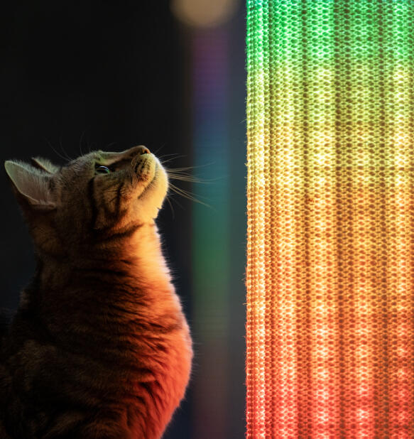 Primo piano di un gatto che guarda il tiragraffi Switch con luci arcobaleno.