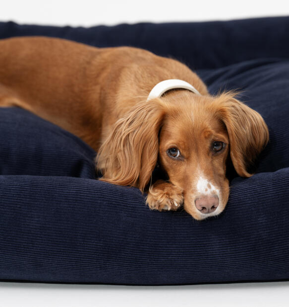 Spaniel che riposa la testa sulla cuccia in corda Luxuriosa da Omlet