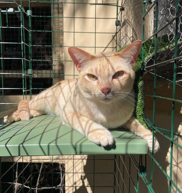 Gatto in un tunnel sicuro per gatti