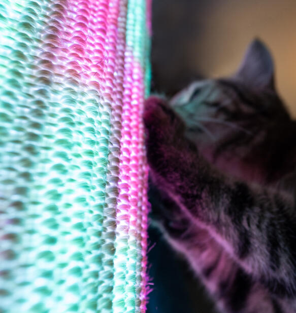 Primo piano di un gatto che graffia una manica di sisal con luci viola e blu.