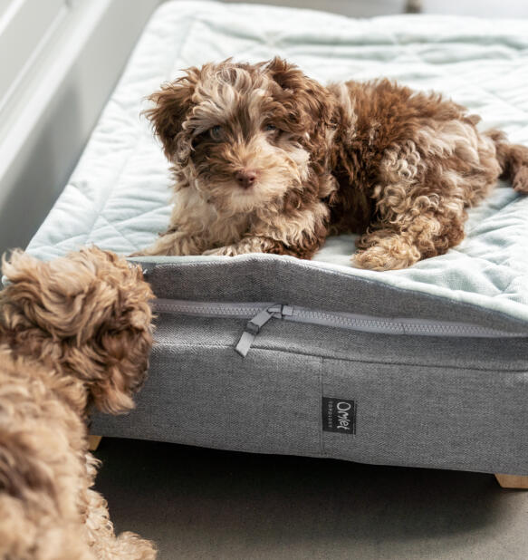 Cucciolo di cockapoo seduto sulla cuccia Topology con topper trapuntato grigio.